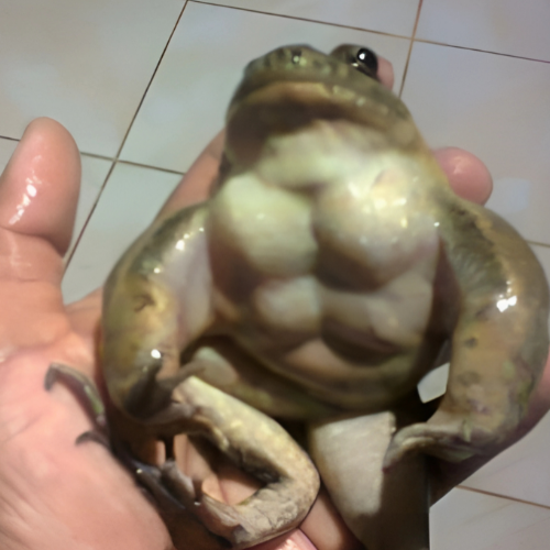 WitchRibbit Image 1